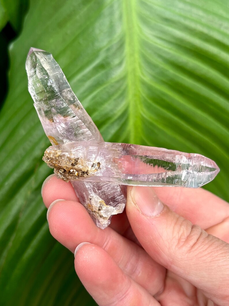 May include: Two clear quartz crystals with a light purple hue, one is larger than the other, and both are attached to a cluster of smaller crystals. The crystals are held in a hand.