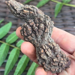 Coprolito fosilizado de Madagascar (121 g): excrementos de dinosaurio reales, heces de dinosaurio petrificadas, espécimen fósil jurásico.