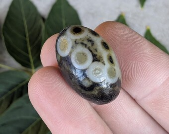 Rare Gobi Eye Agate Specimen from Mongolia | Root Chakra Healing Specimen