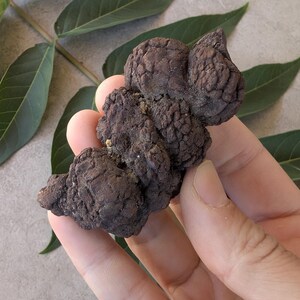 May include: A dark brown, irregularly shaped, textured botanical specimen with a bumpy, gnarled surface. The object features a segmented, organic form with deep crevices and a matte finish, appearing as a dried or fossilized plant structure.