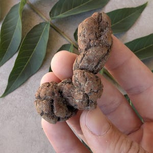 May include: A small, brown, textured, and irregularly shaped object with a rough, porous surface. The object has a twisted, elongated form with multiple rounded segments and a dark, earthy appearance, resembling a natural stone or fossilized specimen.