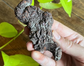 Peut inclure: Un objet brun foncé, texturé et de forme organique est tenu dans une main. L'objet a une surface rugueuse et inégale avec un motif complexe et détaillé. L'arrière-plan comprend des feuilles vertes et une surface en bois.