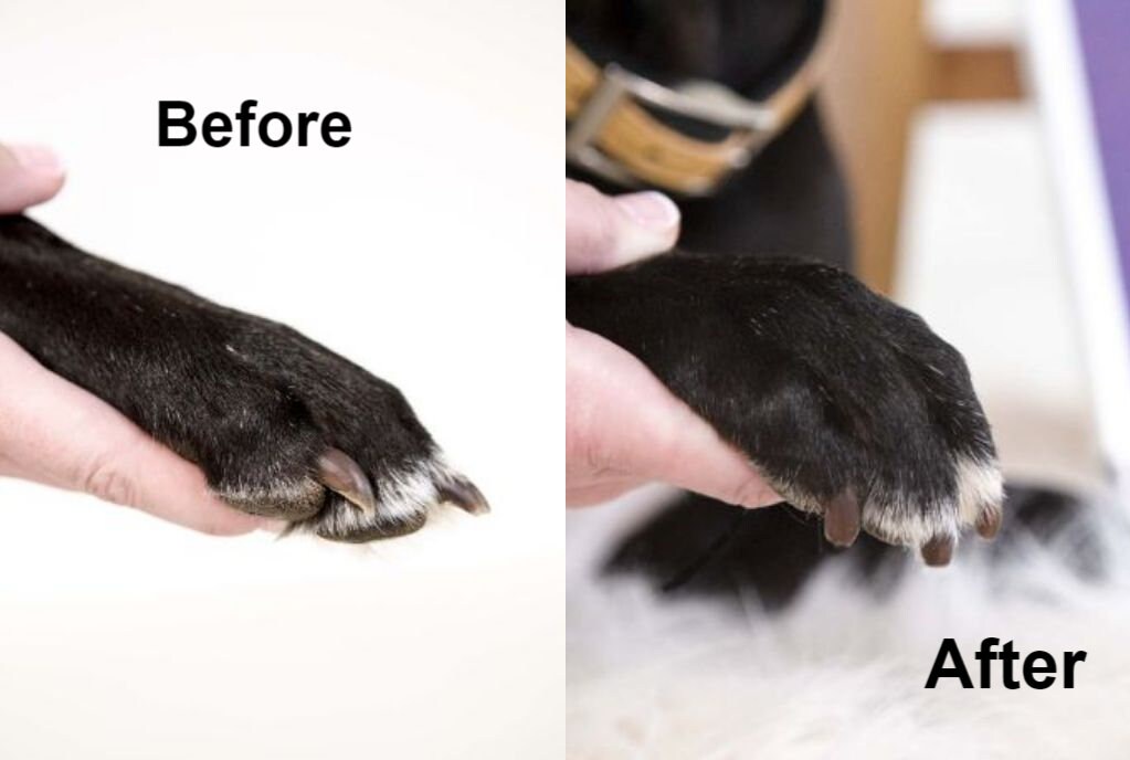 The Original ScratchPad™ Dog Nail File Scratch Board Etsy