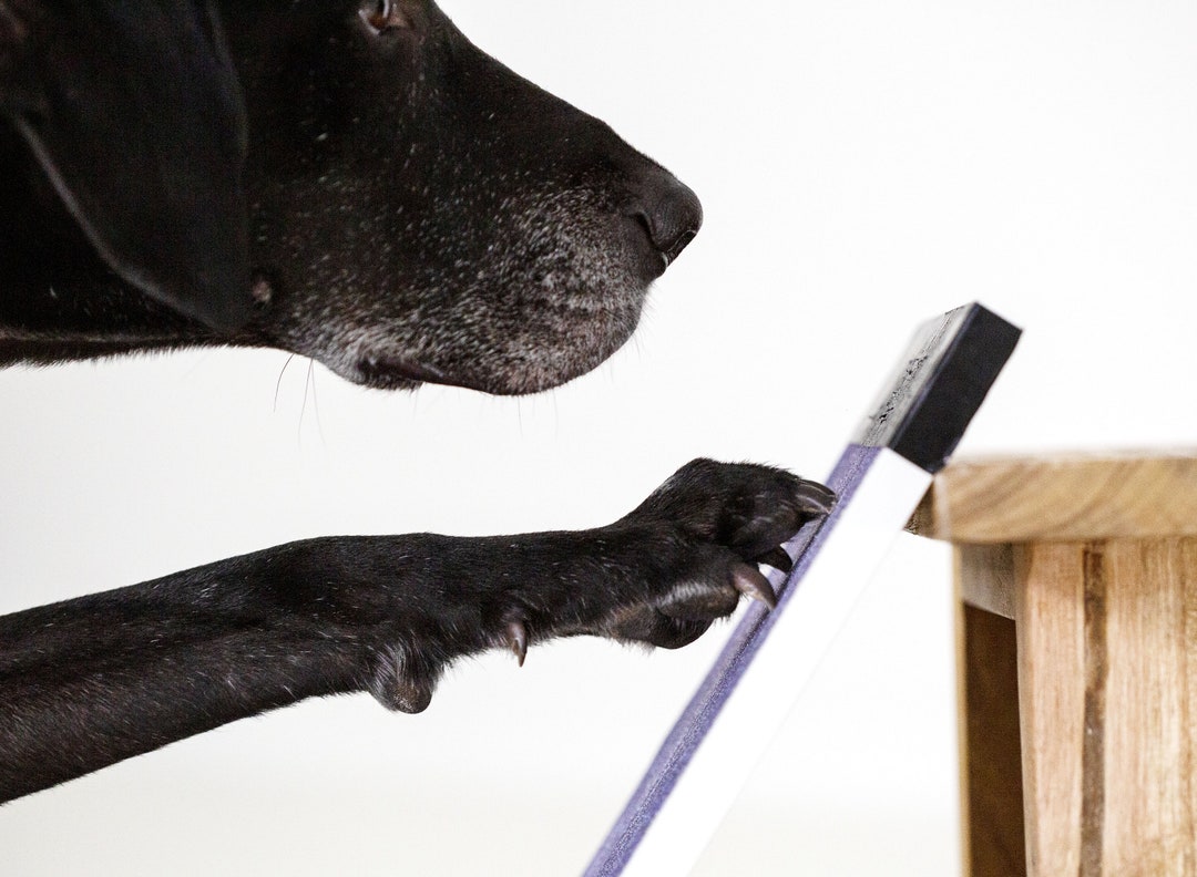 Dog Scratch Pad For Nails With Treat Boxsnack Box Scratch Board For Dog Dog  Nail Grinding Trainer F | Fruugo FR