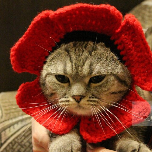 Cat Sunflower Hat Crochet Pattern/ Cat Flower Headband Etsy