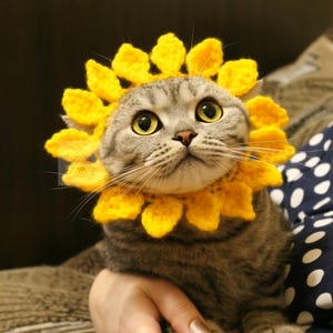 May include: A gray tabby cat wearing a bright yellow crocheted sunflower collar and headpiece. The cat has large, round yellow eyes and is looking upwards. The sunflower petals are detailed and create a cheerful, whimsical look.