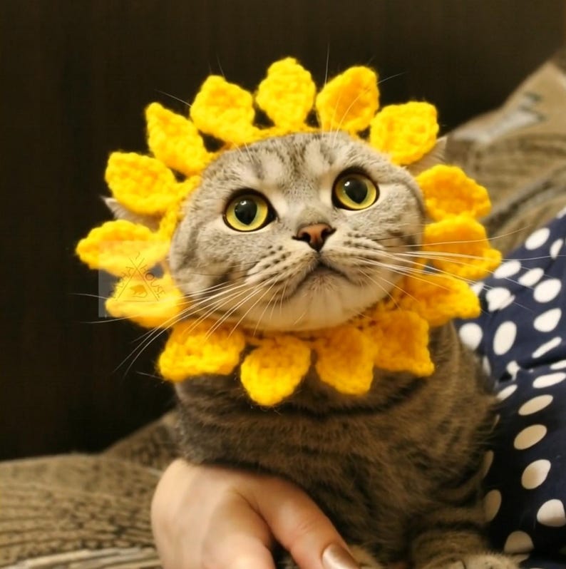 May include: A gray tabby cat wearing a bright yellow crocheted sunflower collar and headpiece. The cat has large, round yellow eyes and is looking upwards. The sunflower petals are detailed and create a cheerful, whimsical look.