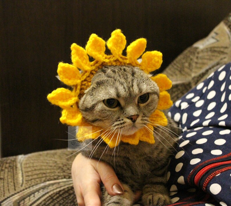 May include: A gray tabby cat wearing a handmade yellow crochet sunflower collar. The sunflower has a brown center and bright yellow petals. The cat is being held by a person, and the background is blurred.