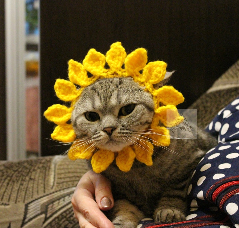May include: A gray tabby cat wearing a bright yellow crocheted sunflower collar. The sunflower petals frame the cat's face, creating a whimsical and playful look. The cat is being held by a person.