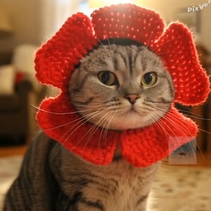 Könnte beinhalten: Eine graue getigerte Katze mit einem leuchtend roten, gehäkelten Blumenkragen und Kopfschmuck. Die Blume hat große Blütenblätter und ein strukturiertes Aussehen. Die Katze schaut direkt in die Kamera.