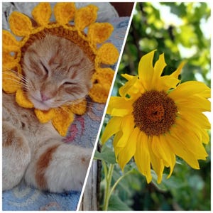 May include: A split image featuring a sleeping orange tabby cat wearing a yellow crochet sunflower hat and a vibrant yellow sunflower. The cat is resting on a patterned blue surface, while the sunflower is in full bloom against a green background.