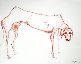 Sanguine drawing on paper - Stray dog by Lionel Le Jeune, unique work
