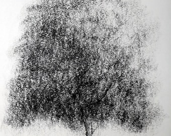 Kohlezeichnung auf Papier, Baum von Lionel le Jeune, Unikat, grafische Naturdekoration für eine Kunstsammlung