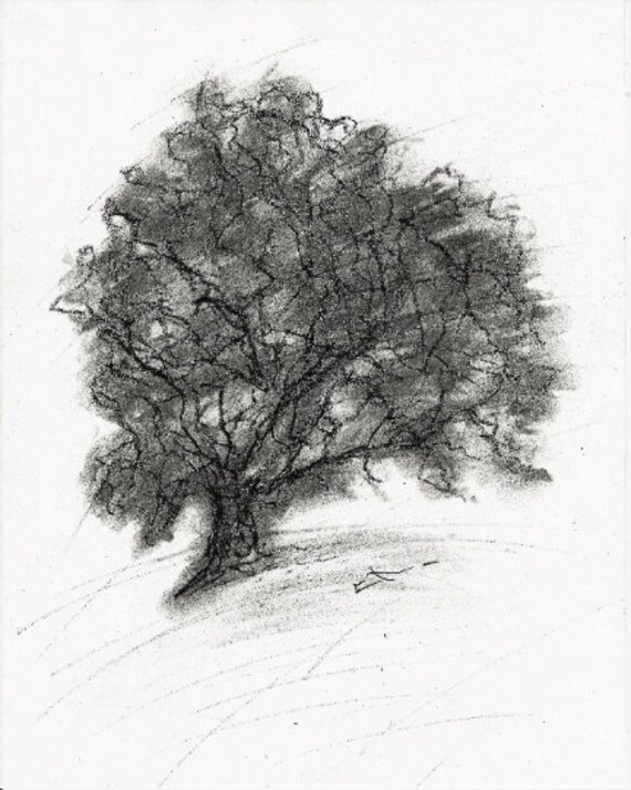 Dessin Fusain Sur Papier Esquisse 205 X 26 Cm Etude Darbre Chêne Par Lionel Le Jeune Oeuvre Unique