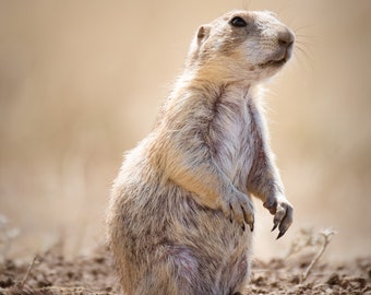 Prairie Dog Photo, Wildlife Photography Print, Children Animal Wall Art, Available on Canvas and Metal