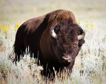 Bison Photo Print, Wildlife Photography Prints, Bison in Yellowstone National Park, Available on Canvas and Metal