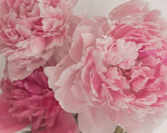 Peony Photo Print; Pink Flower Print Art, Shabby Chic Decor, Available on Canvas and Metal