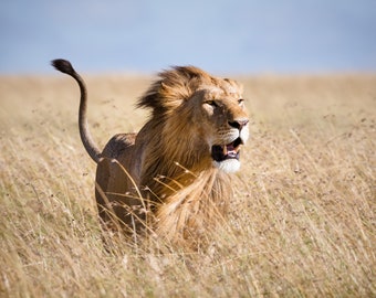 Lion Photography Print, Wildlife Photography, Lion Print Wall Art, Available on Canvas and Metal