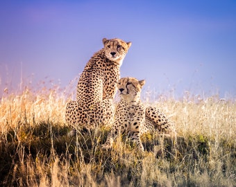 Photo Print of Two Cheetahs in the Serengeti, Cheetah Photography, Available on Canvas and Metal