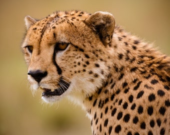 Photo Print of a Cheetah in the Serengeti African Wildlife - Etsy Photo Print of a Cheetah in the Serengeti African Wildlife - Etsy