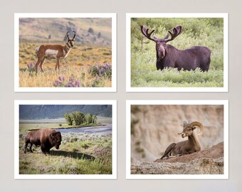 Wildlife Notecards Set of 4, Wildlife Photography, Photo Note Cards Set with Envelopes, Blank Stationery Set