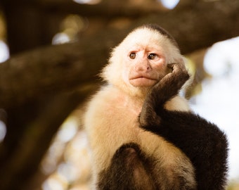 Photo Print of a Monkey in Costa Rica, Wildlife Photography, Available on Canvas and Metal