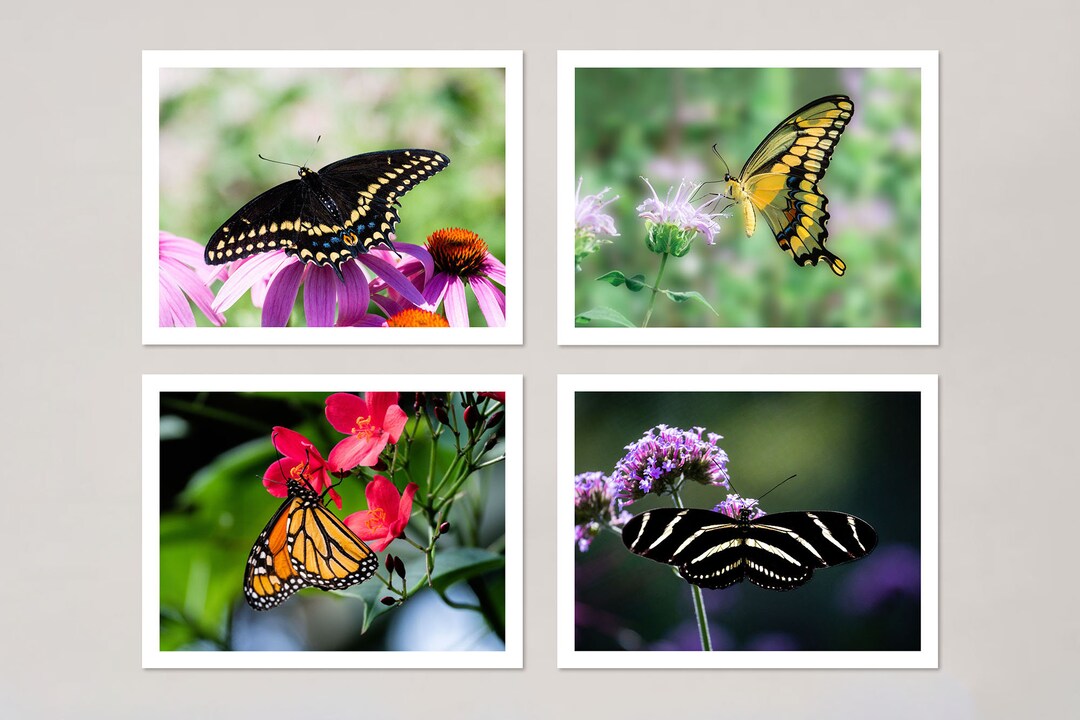 Notecards Set of 4, Butterfly Note Cards, Blank Photo Cards With ...