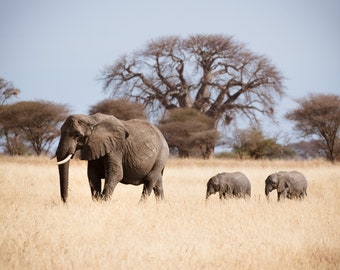 Elephant Photography, Baby Elephant Print, Mother and Baby Elephant Photo, Available on Canvas and Metal