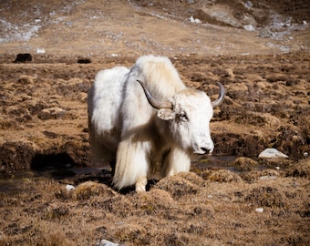 Wildlife Photography Prints, Yak Photo Print, Himalaya Art Print, Available on Canvas and Metal