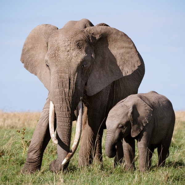 Mother and Baby Elephant Photo, Baby Elephant Print, Elephant Photography, Available on Canvas and Metal