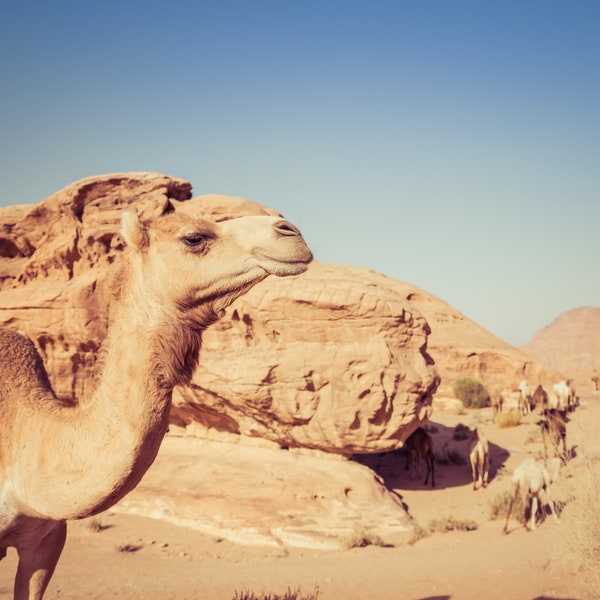 Camel Photography, Camels in Wadi Rum Desert, Available on Canvas and Metal