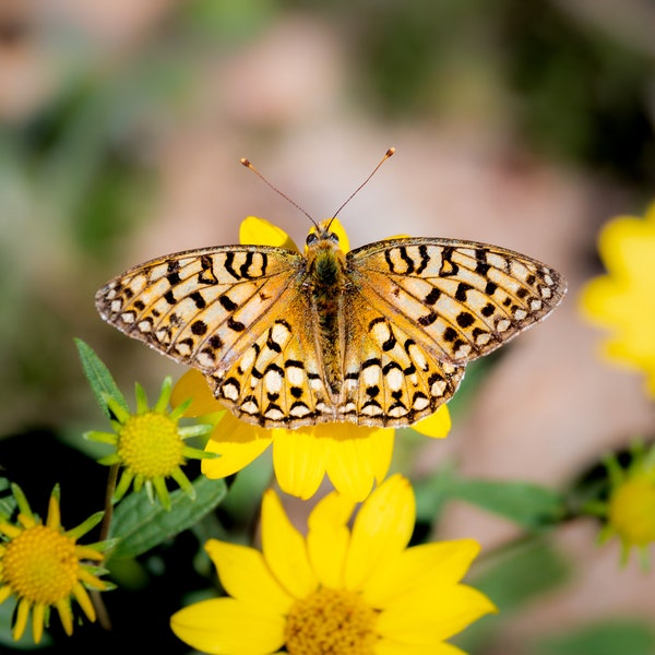 Butterfly Photo Print, Callippe Fritillary Butterfly, Butterfly Prints Wall Art, Available on Canvas and Metal