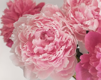 Peony Photo Print; Floral Photography Prints, Pink Flower Wall Art, Available on Canvas and Metal
