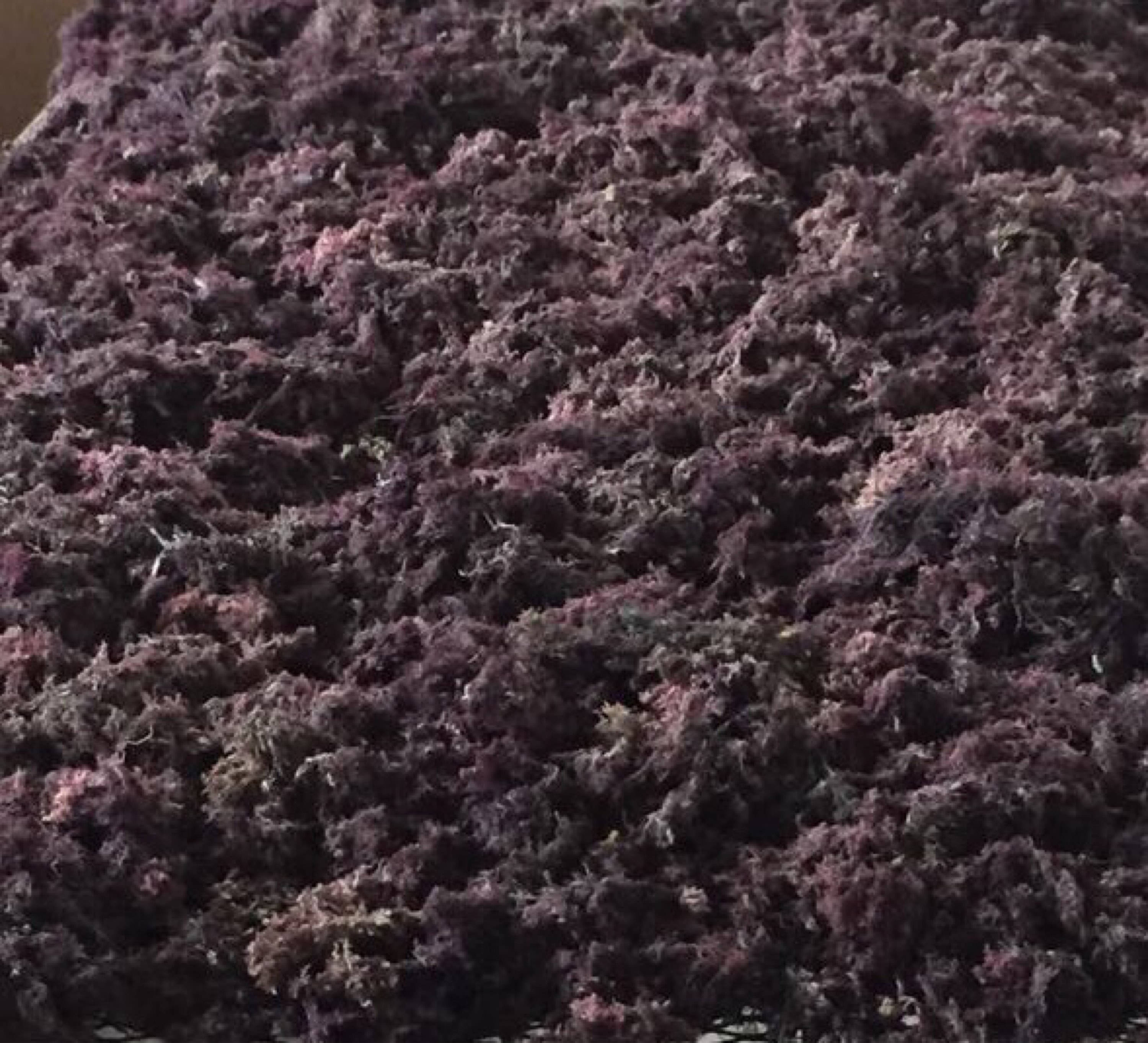 Raw Purple Irish Moss Wild-Harvested 2020 Harvest