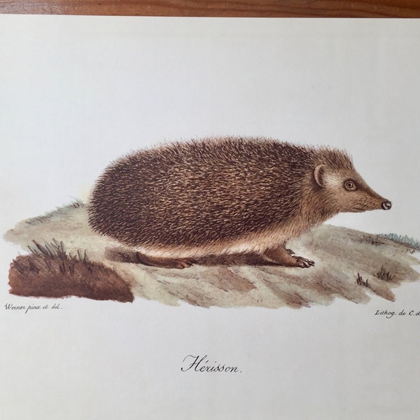 Beautiful vintage print from France, HERISSON (hedgehog), reproduction of an antique XIXth century chromolithograph, Werner & C de Last