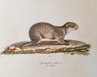 Beautiful vintage print from France, SPERMOPHILUS CITILLUS, r, eproduction of an antique XIXth century chromolithographFrank & Annedouche