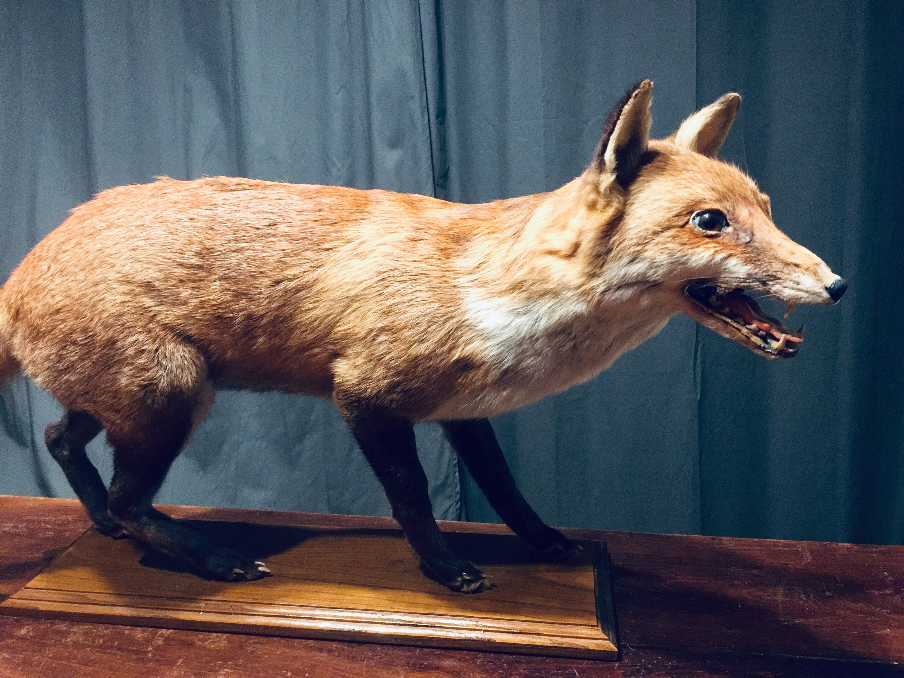 Authentique Renard Vintage de France, Animal Taxidermie à La Vraie Fourrure, Farci Noir Monté sur Ta