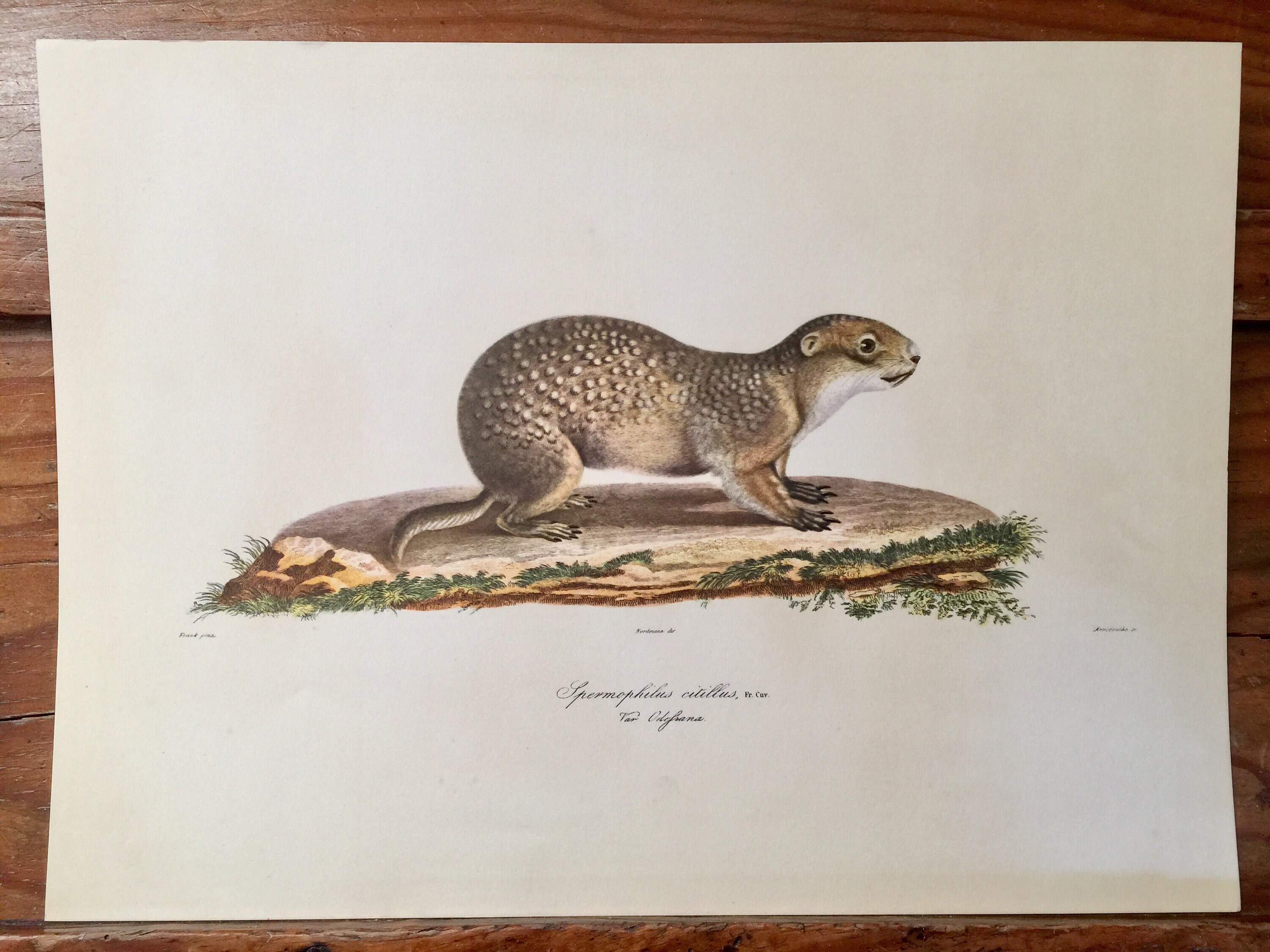 Belle Estampe Vintage de France, Spermophilus Citillus, R, Eproduction d'une Chromolithographie Anti