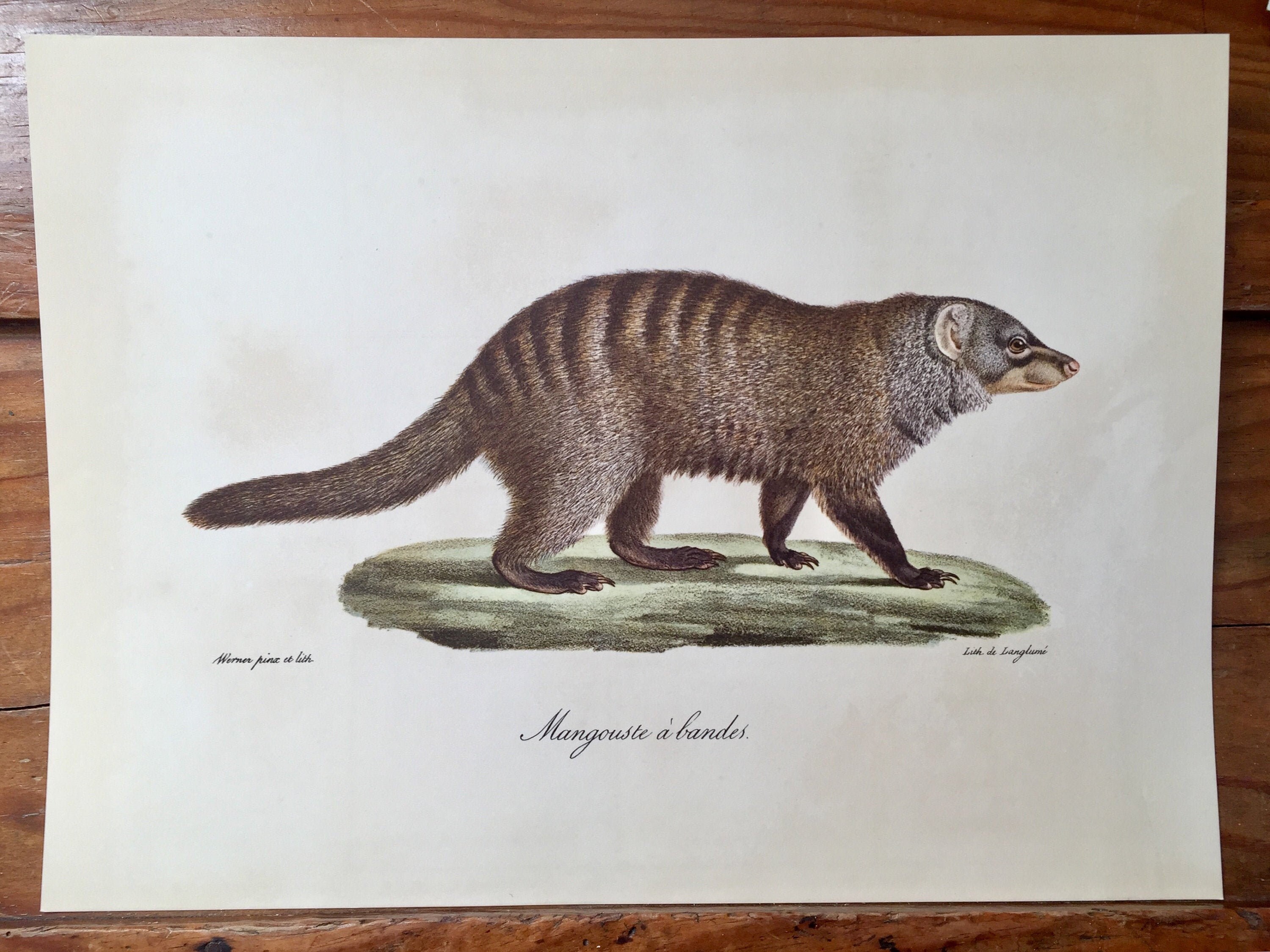 Belle Estampe Vintage de France, Mangouste à Bandes, Reproduction d'une Lithographie Antique Du Xixe