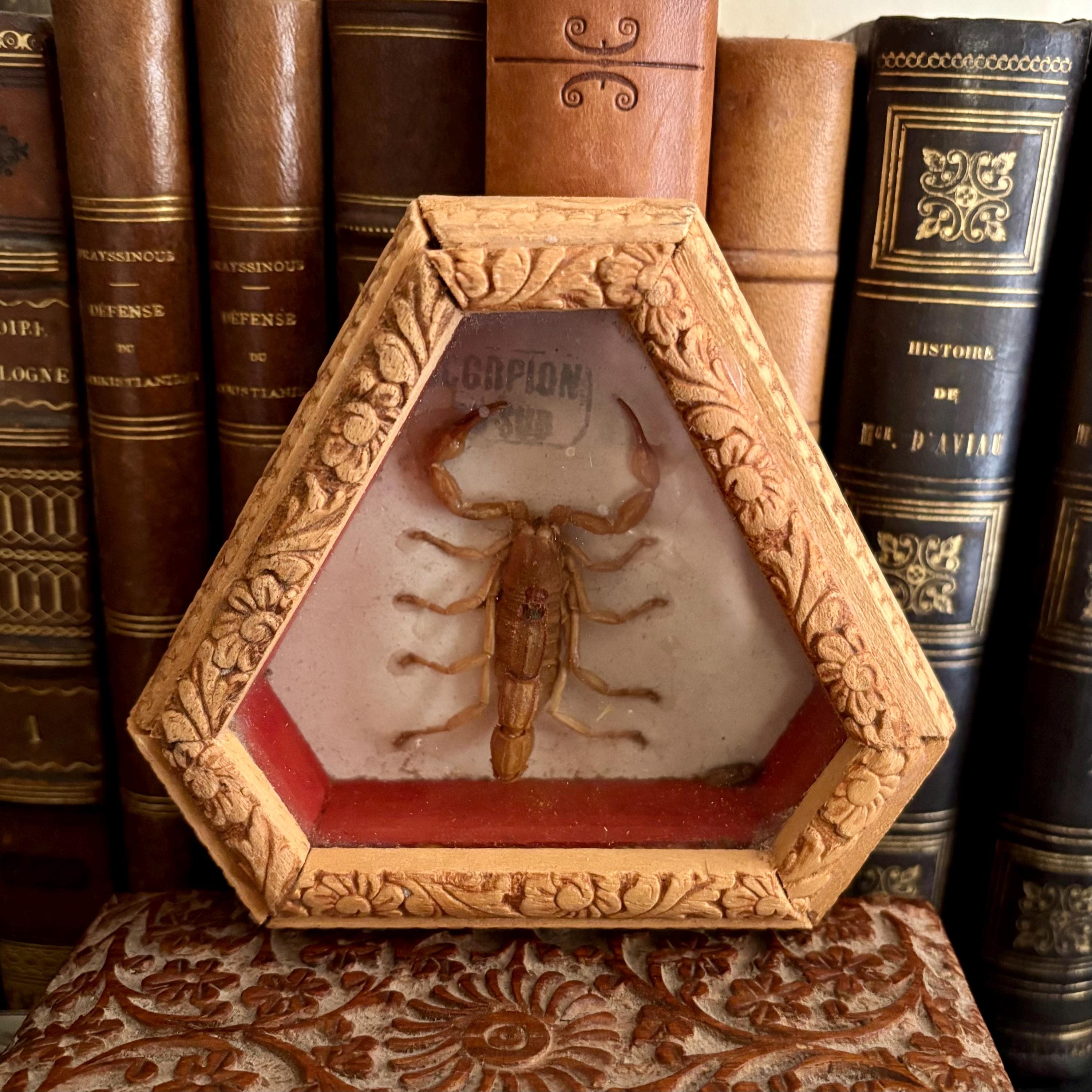 Vintage Scorpion in a Wooden Frame, Taxiderm Ysouvenir From the