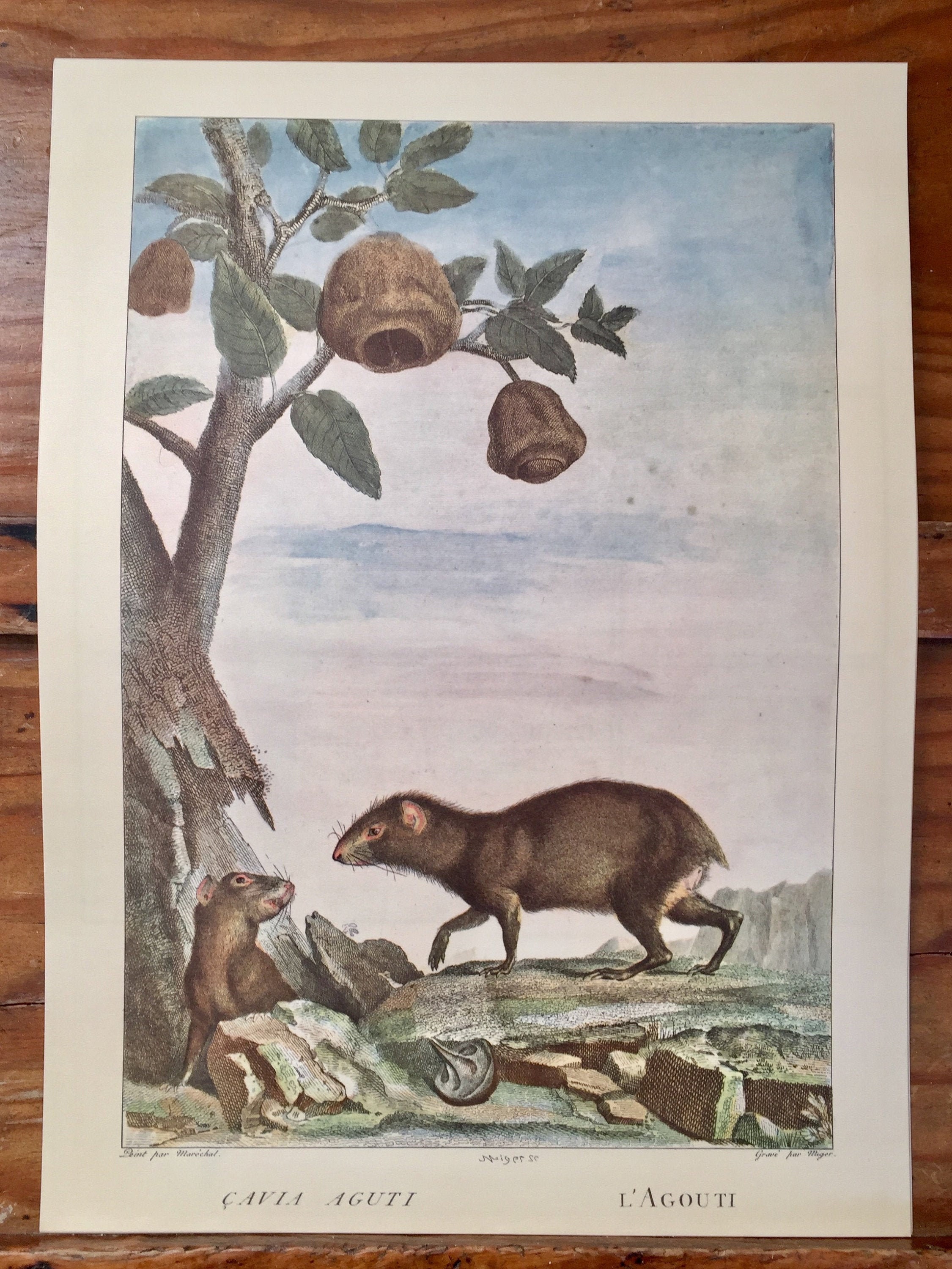 Magnifique Tirage Vintage de France, Cavia Aguti, Reproduction d'une Chromolithographie Antique Du X