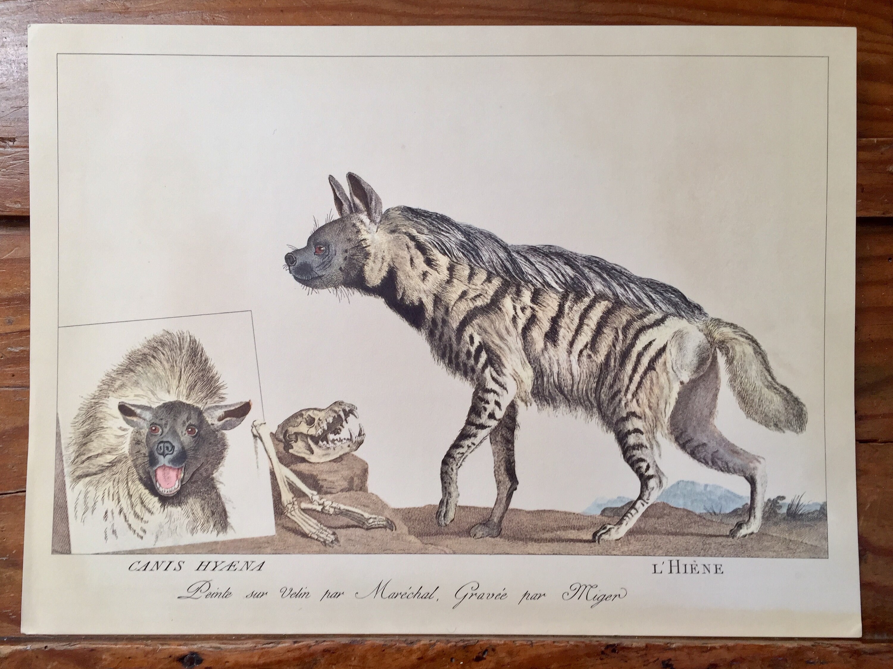 Magnifique Tirage Vintage de France, Canis Hyaena, Reproduction d'une Chromolithographie Antique Du 