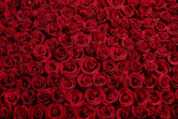 Flower Wallpaper Bed Of Roses Premium Flower Wallpaper Etsy Flower Wallpaper Bed Of Roses Premium Flower Wallpaper Etsy