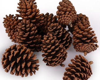 Pinecone for chewing rabbits small pets, toss toy, washed and heat treated
