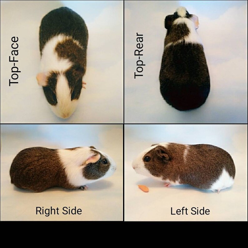 custom guinea pig plush