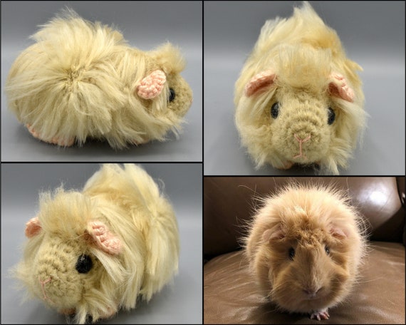 Custom Long Haired Or Abyssinian Guinea Pig Etsy