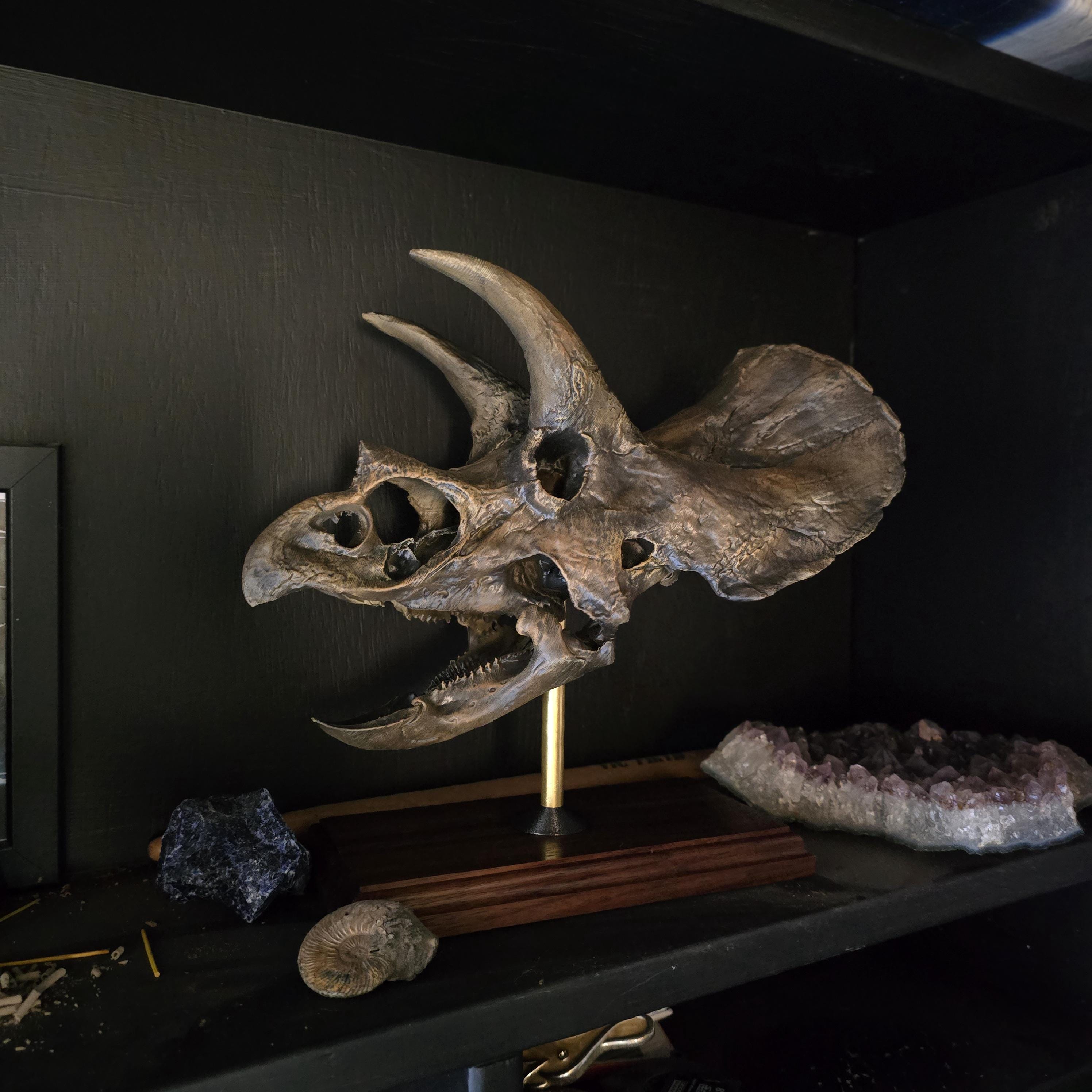 化石様専用 ゆうすけさま専用 アベリサウルス 歯 化石 ゆうすけさま