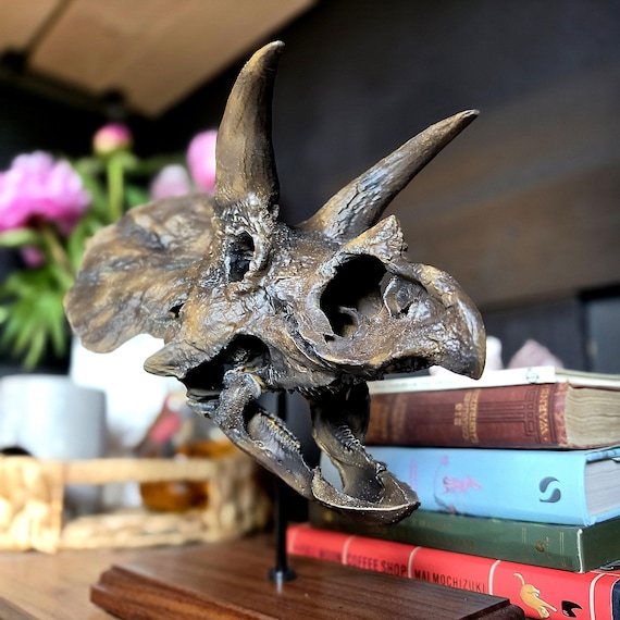 【DINOWORLD】トリケラトプス 頭骨レプリカ 化石 ティラノサウルス トリケラトプスの頭蓋骨レプリカ - 3Dプリントされた恐竜の化石アート