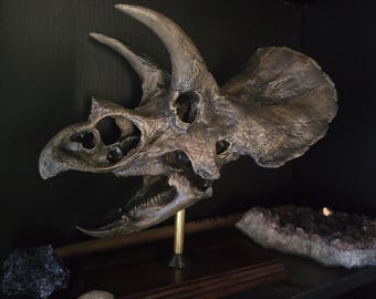 【DINOWORLD】トリケラトプス 頭骨レプリカ 化石 ティラノサウルス il_340x270.6236642152_17z7.jpg
