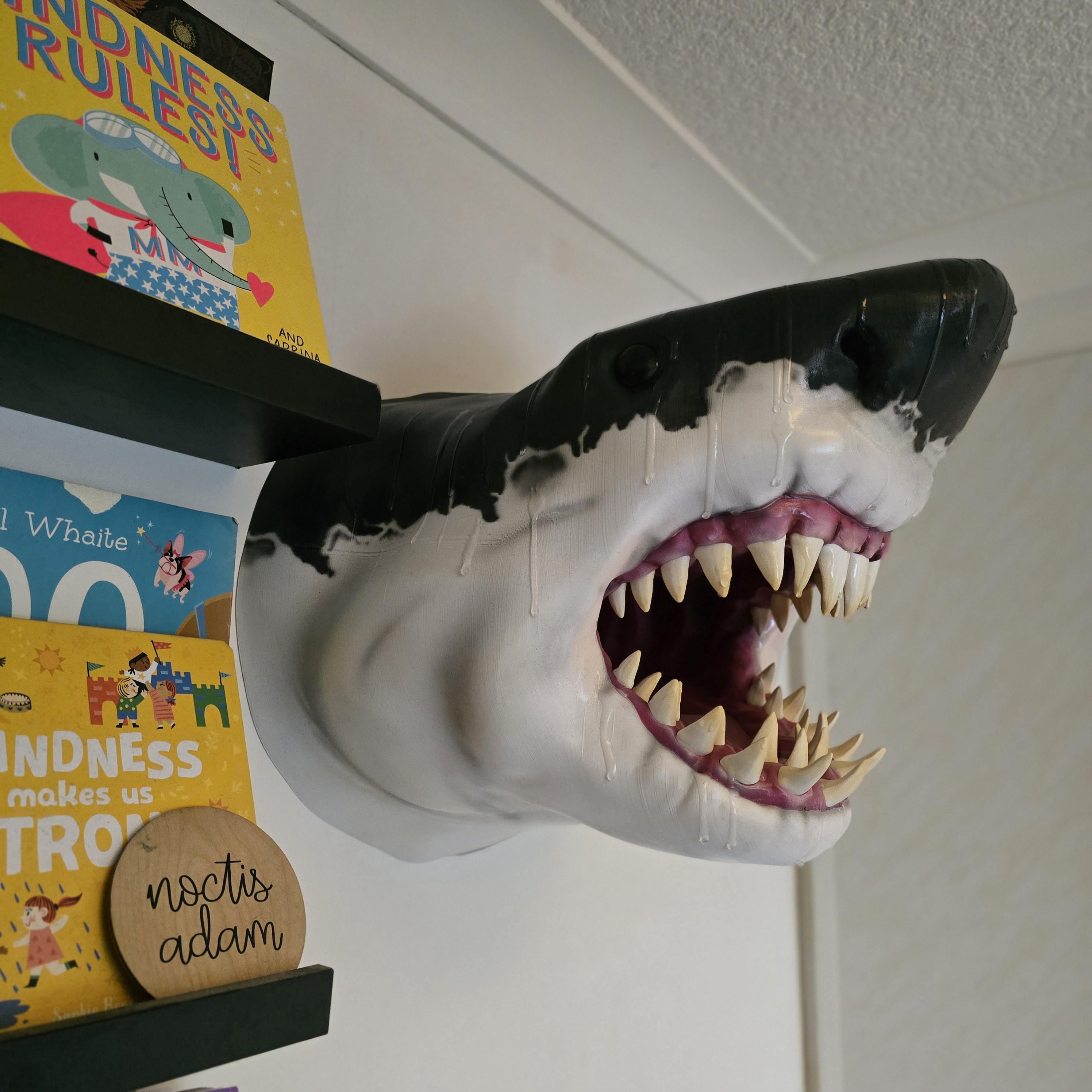 Curiosité, Taxidermie - Superbe Mâchoire De Requin - Pièce Unique